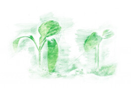 Konrad Garten- & Landschaftsbau