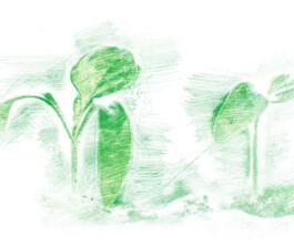 Konrad Garten- & Landschaftsbau